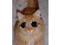 chat futur vedette de la chanson québécoise chat futur vedette de la chanson québécoise