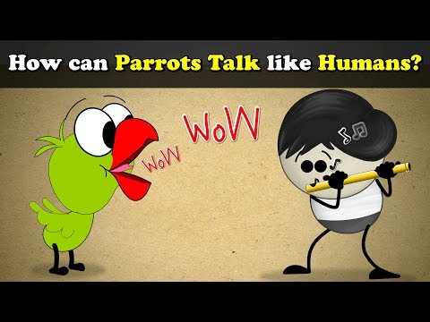 How Can Parrots Talk Like Humans? Thumbnail