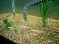 Tentacle Snake Feeding Strike!