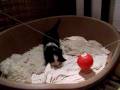 videos de Tibetan terrier -Tibeti Terrier