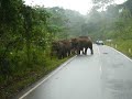 Wild Elephants in Khao Yai National Park