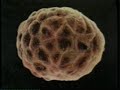 QURANIN ARPUTHAM 7
