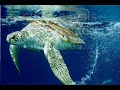 Biodiversidade Biodiversidade