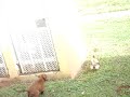 Dog goin after Rooster in PR