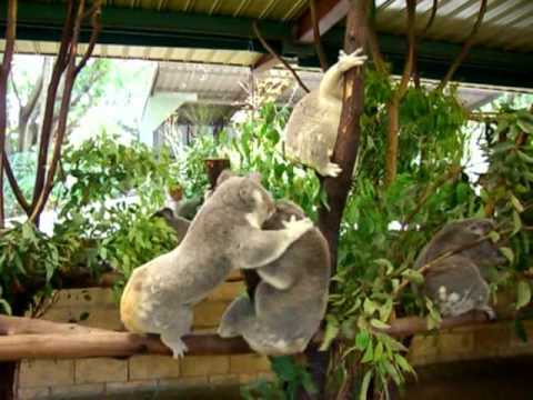 Koalas Fighting