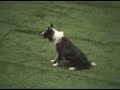 Border collies at start - Should I stay or should I go?