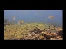 Dreams Cancun Lastholidayvideo.com Pete Does Scuba Diving Dreams Cancun Lastholidayvideo.com Pete Does Scuba Diving