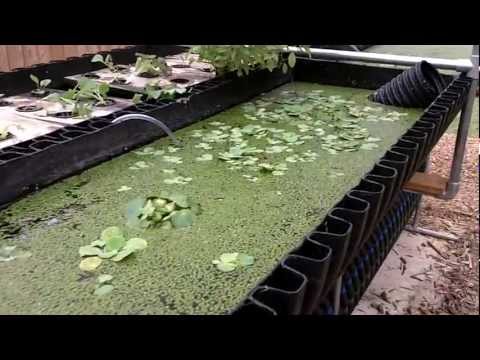 Bioponica Incubator for Aquaponics Fish, Veges, Duckweed
