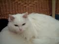 Wei Beibei - 22.5 years old cat