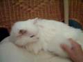 Wei Beibei - 22.5 years old cat