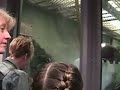World's Largest Chimpanzee