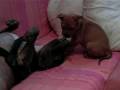apbt yango y kira