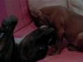 APBT Yango y Kira APBT Yango y Kira