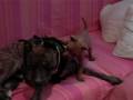 apbt yango y kira