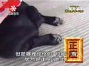 DogKneel