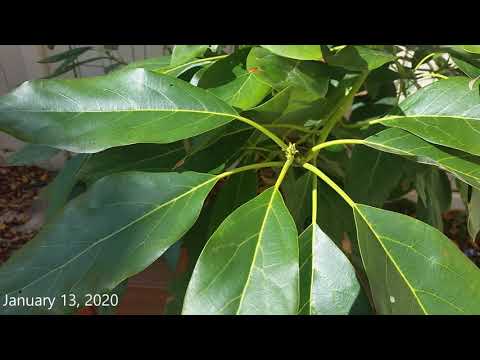 video-linktoworks-Hass Avocado Tree getting ready to flower