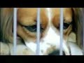 Novo comercial Pedigree - Adotar é tudo de bom http://t.co/IqmUKKMb
