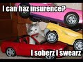 Very Funny Cats Part 3