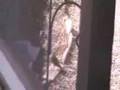 A hawk in our yard
