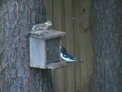 Grosbeak