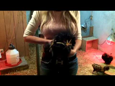 how to trim rooster spurs