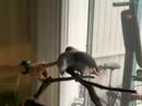 Manzi doing trick Manzi doing trick