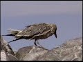 Herring Gull Kill Herring Gull Kill