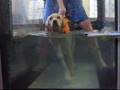 Ontario SPCA Remarkable Rehabilitation Program: Lucky dog