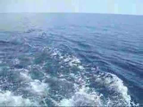 my dad catching a dolphin fish.