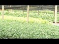 VÍDEO: Programa Cultivar, Nutrir e Educar é ampliado em sete regiões de Minas