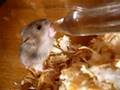 Minihamsterz 8