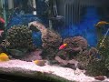 120 gallon saltwater tank 120 gallon saltwater tank