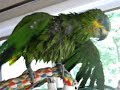 Watch Our Amazon Parrot Get Dried After Her Bird Bath