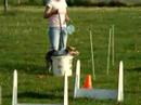 Flyball Flyball