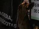 velaton pro rescate mascotas de chaiten