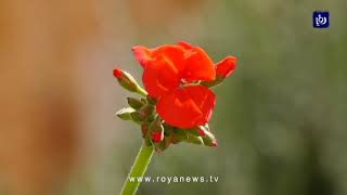 مناظر الربيع وجمال الطبيعة الخلابة تسحرك في قرية الجلبون بمدينة جنين