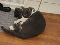 AWSOME CAT LICKS A SHOE TO DEATH!!!!!!!!!!!!!!!!!