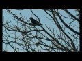 Campbeltown snippets