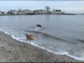 Clancy and Cara at the Dog Beach - Episode 3