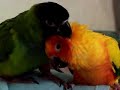 2 Conures Preening Each Other