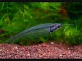 Mes poissons exotique d\
