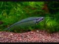 Mes poissons exotique d'eau douce pour aquarium