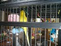 Yellow Indian ringneck bird talk