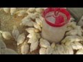 Видео - Правильное питание и содержание цыплят.Часть II.