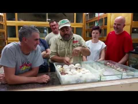 YouTube reptile video