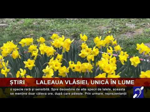 Laleaua Vlăsiei, unică în lume
