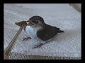 This summer I hand reared a baby tree swallow I had rescued from the cat. At the same time I was treating my pet mice for respiratory and skin infections, plus in twirling mouse Cove's case for a possible inner ear infection.
