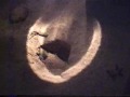 The birth of a sea turtle