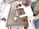 Destroy the Little People