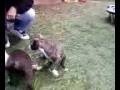 videos de playfull puppies